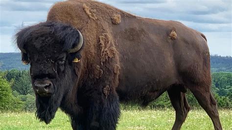 Silkeborg Ørnereservat, Rovfugleshow og Bisonfarm